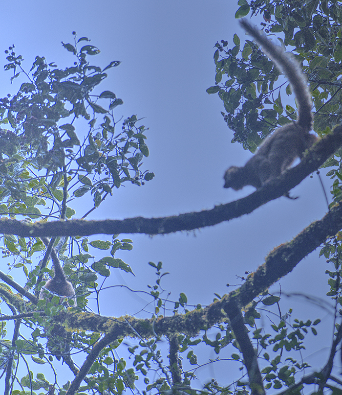Rain forest lemurs